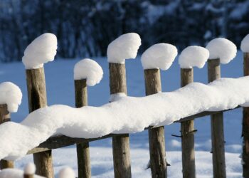 Bobotează
